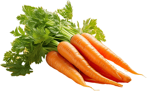 Organic Carrot